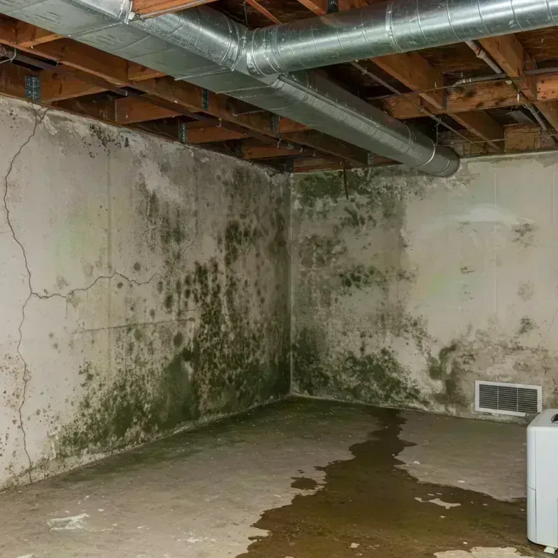 Professional Mold Removal in Elkton, KY